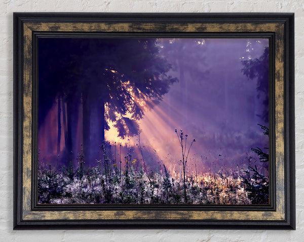 Sunray Tree Framed Print