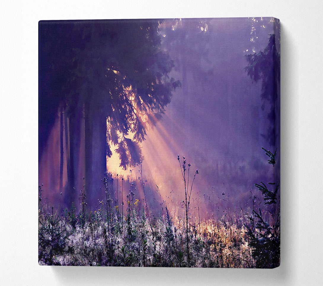 A Canvas Print of Sunray Tree Canvas Wall Art
