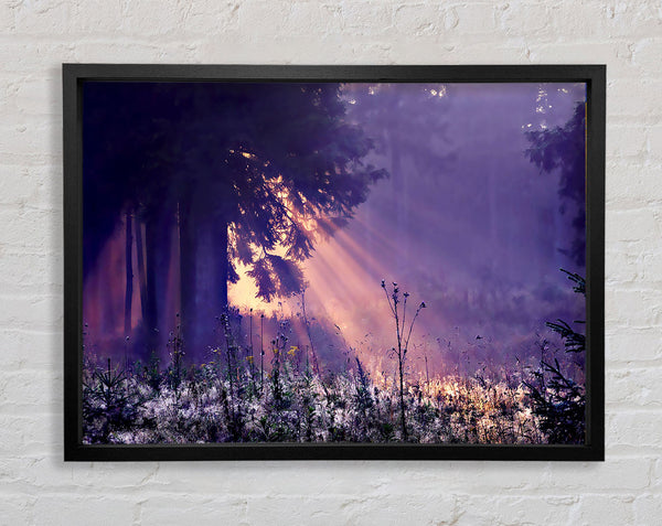 Sunray Tree Framed Print