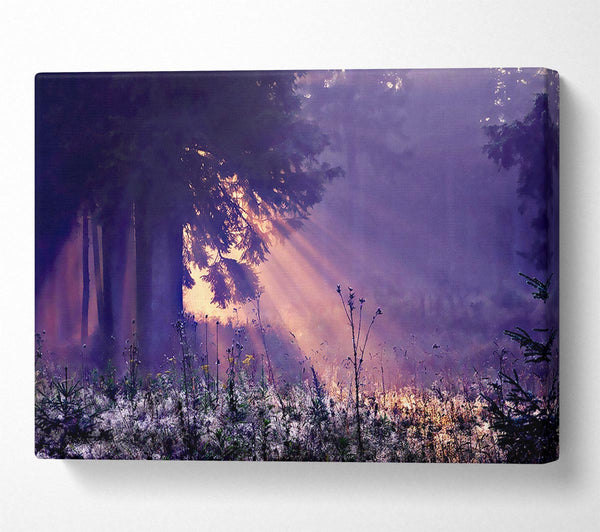  A Canvas Print of Sunray Tree Canvas Wall Art
