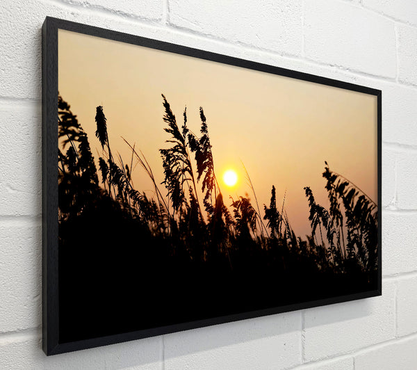 Sun Through The Reeds