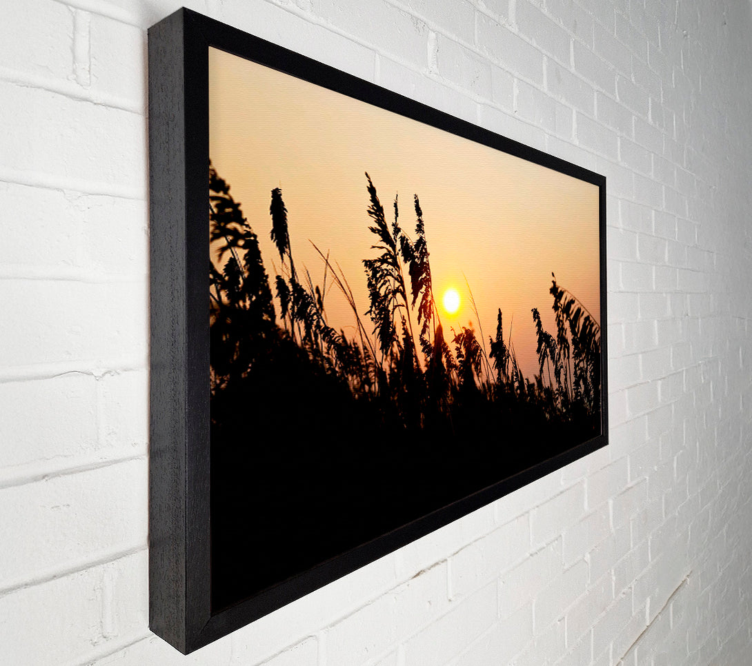  A Canvas Print of Sun Through The Reeds Canvas Print