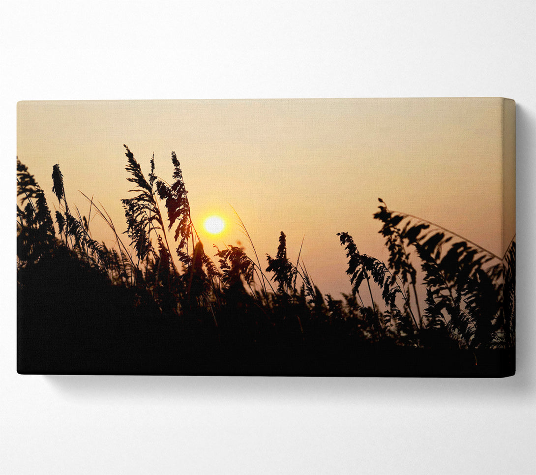  A Canvas Print of Sun Through The Reeds Canvas Print