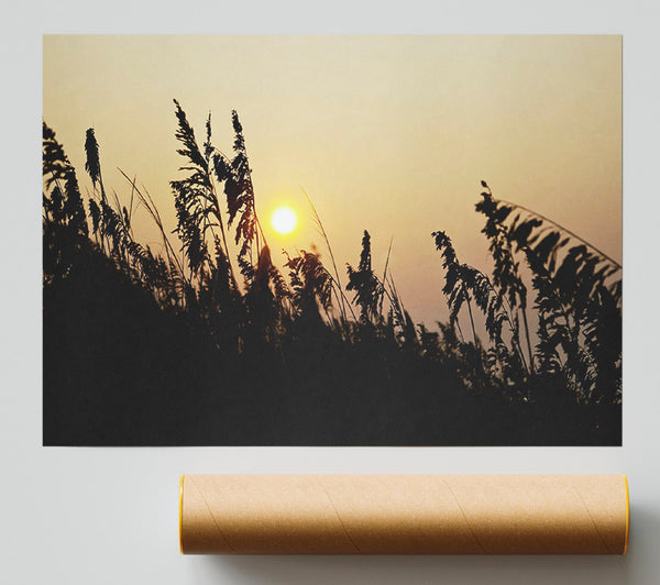 Sun Through The Reeds Print