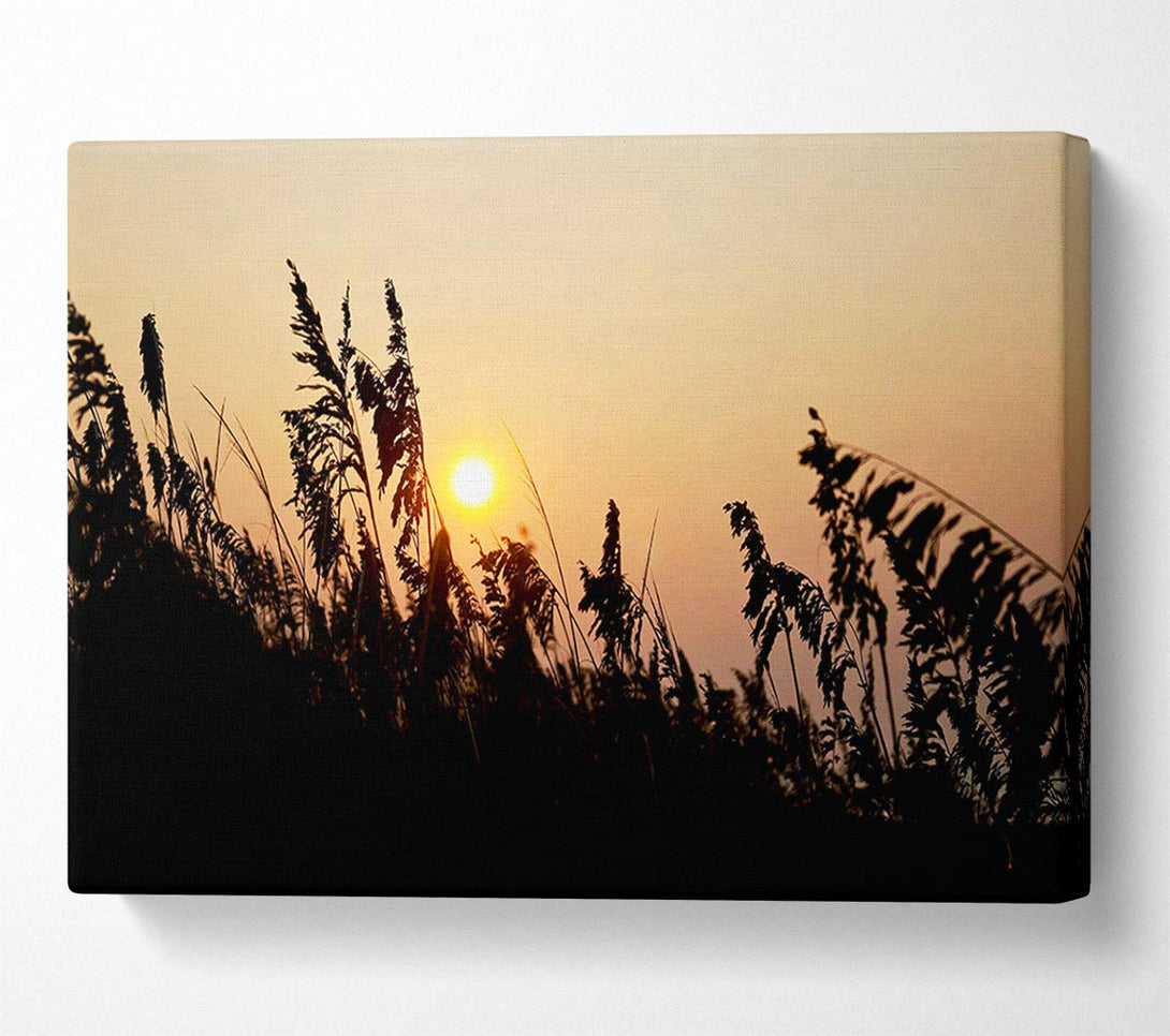  A Canvas Print of Sun Through The Reeds Canvas Print