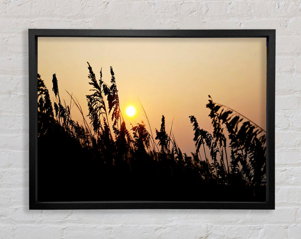 Sun Through The Reeds Framed Print