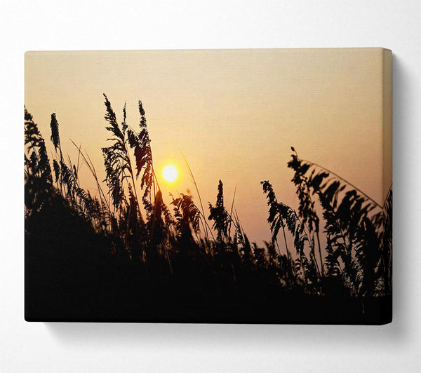  A Canvas Print of Sun Through The Reeds Canvas Print