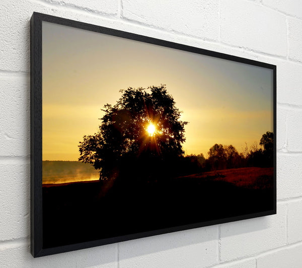 Sun Piercing Through The Tree