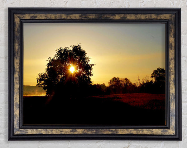 Sun Piercing Through The Tree Framed Print