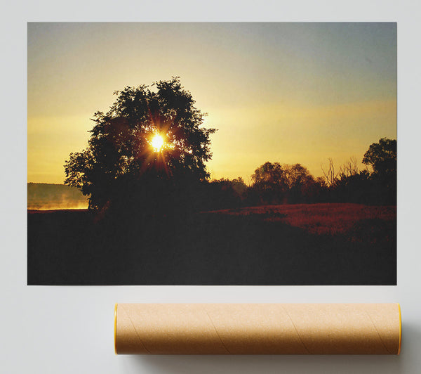 Sun Piercing Through The Tree Poster