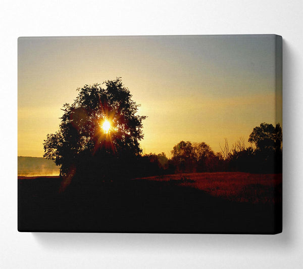  A Canvas Print of Sun Piercing Through The Tree Canvas Art