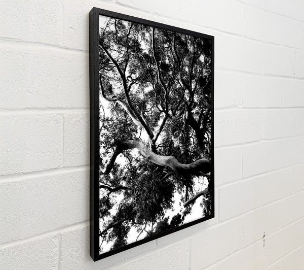 Tree In The Wind B n W