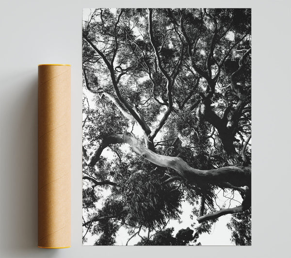 Tree In The Wind B N W Giclee Print