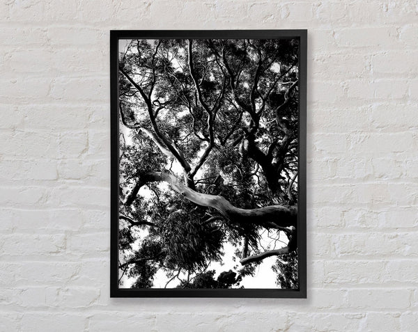Tree In The Wind B n W Framed Print