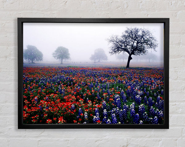 Blumenfeld im Morgennebel