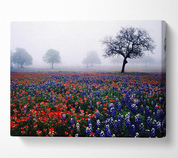  A Canvas Print of Field Of Flowers In The Morning Mist Canvas Print