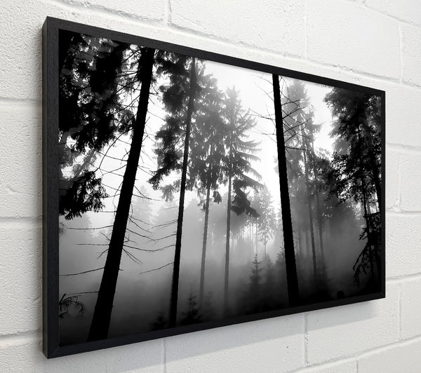 Mist Of The Woodland B n W