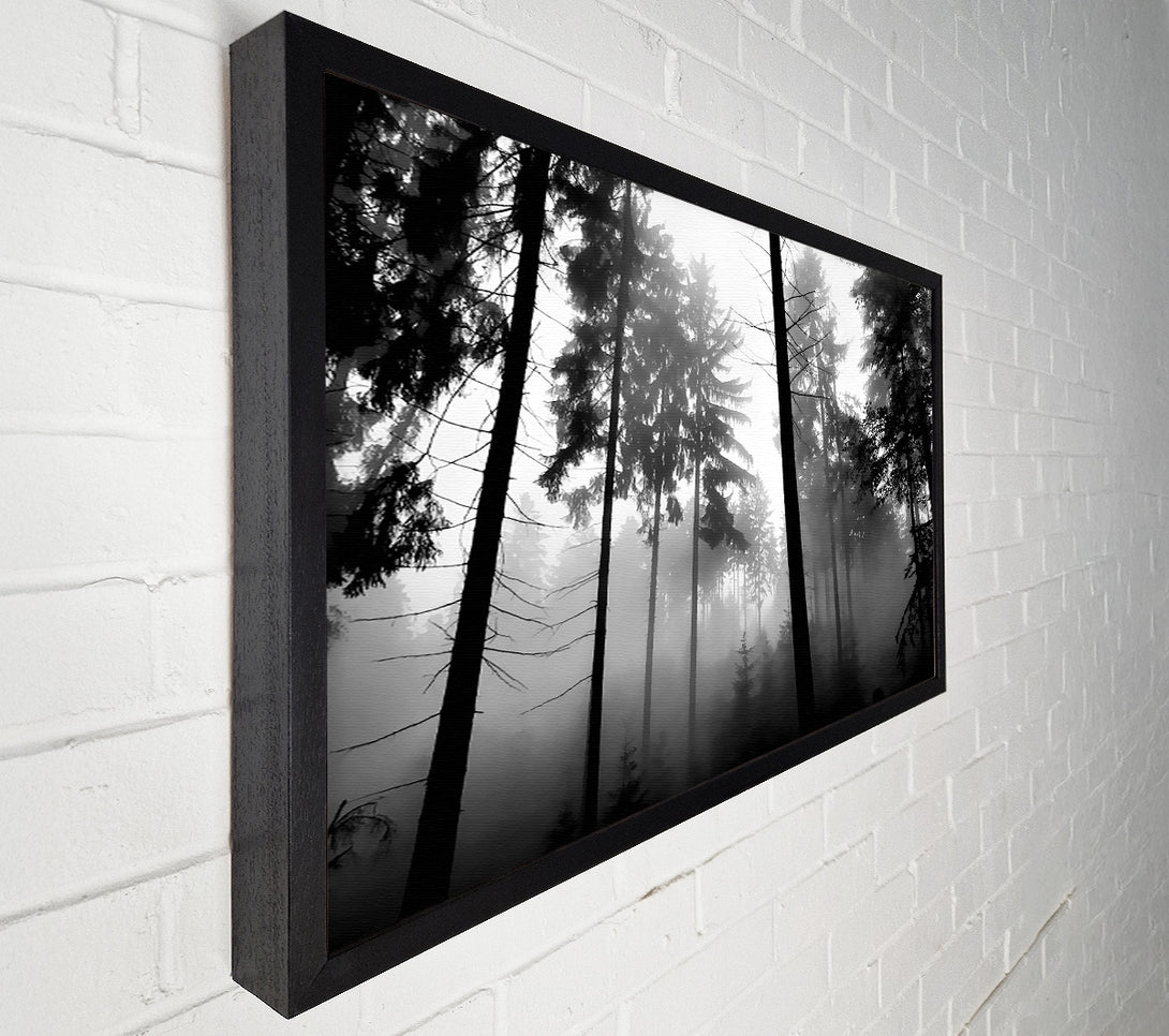  A Canvas Print of Mist Of The Woodland B n W Canvas Wall Art