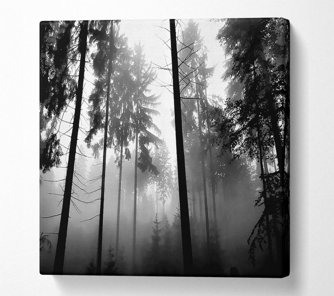  A Canvas Print of Mist Of The Woodland B n W Canvas Wall Art
