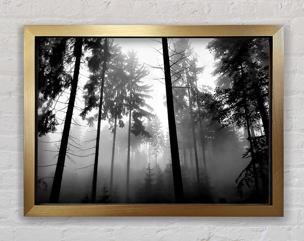 Nebel des Waldes B n W