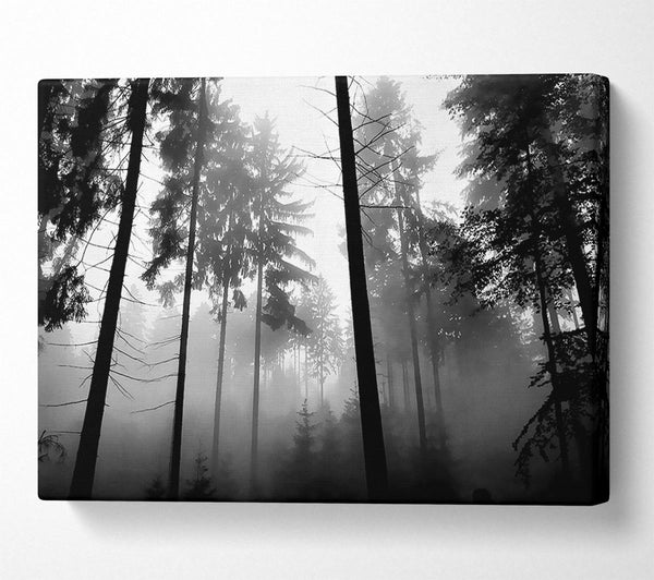  A Canvas Print of Mist Of The Woodland B n W Canvas Wall Art