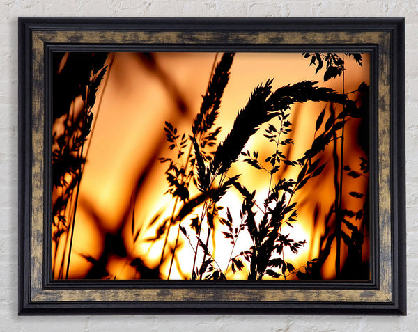 Reed Sunset Framed Print