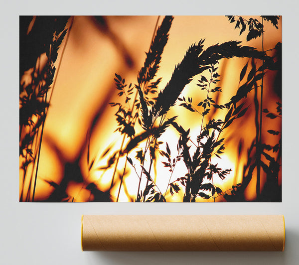Reed Sunset Giclee Print
