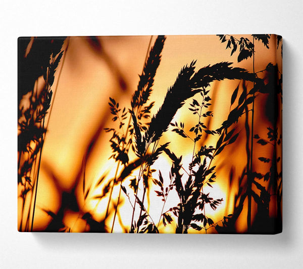  A Canvas Print of Reed Sunset Canvas Art