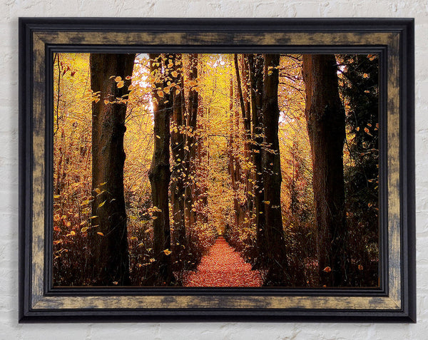 Woodland Walkway Framed Print
