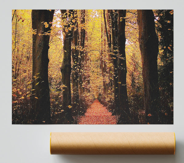 Woodland Walkway Poster