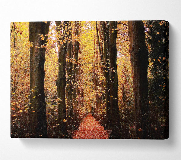  A Canvas Print of Woodland Walkway Canvas Wall Art