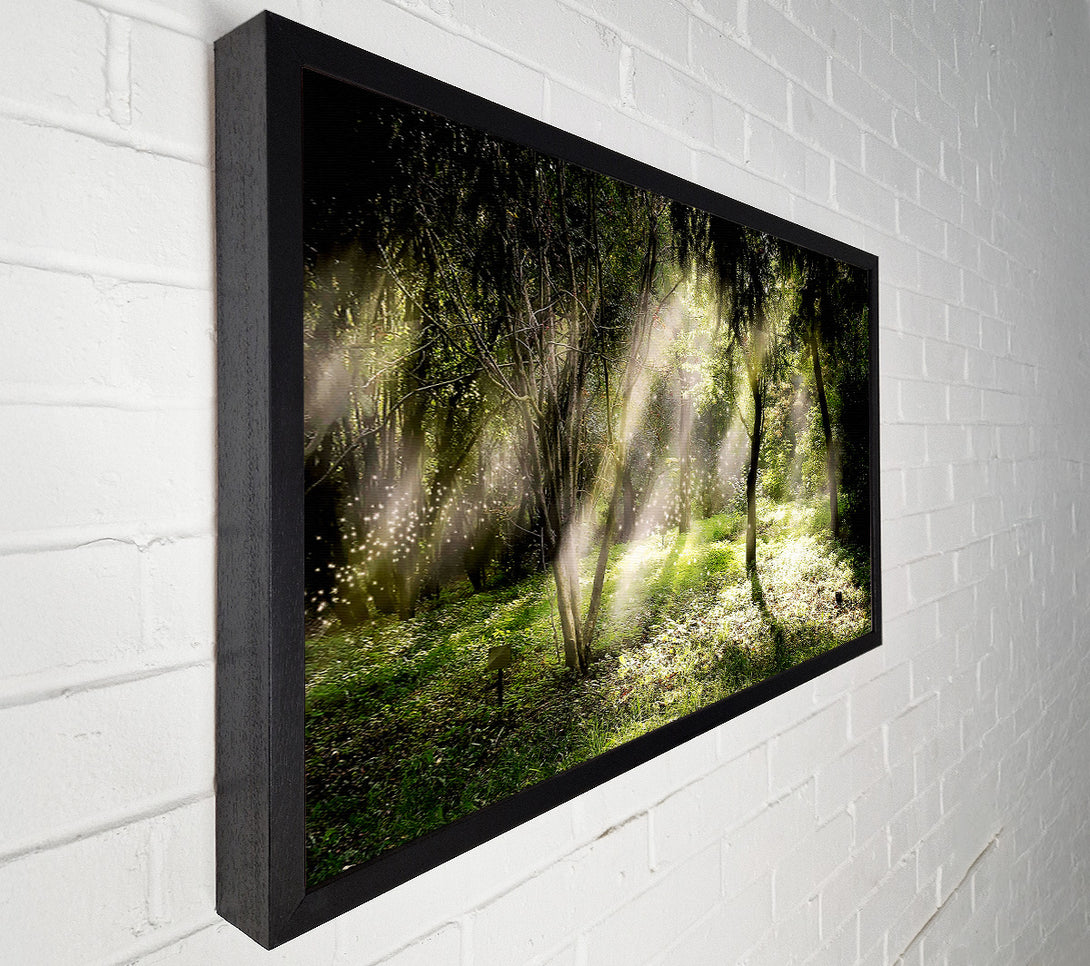  A Canvas Print of Mid Day Sun Through The Trees Canvas Art