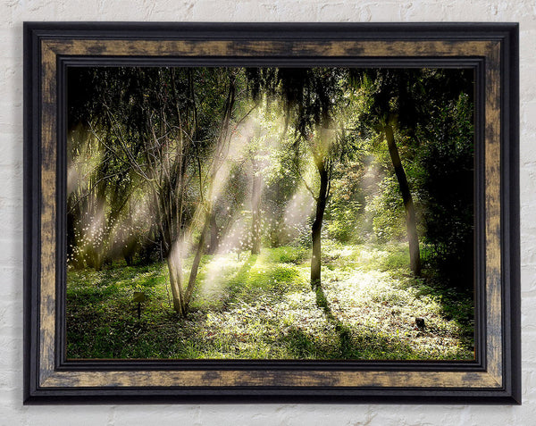 Mid Day Sun Through The Trees Framed Print