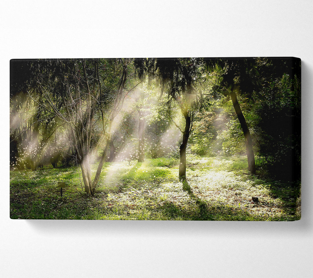  A Canvas Print of Mid Day Sun Through The Trees Canvas Art