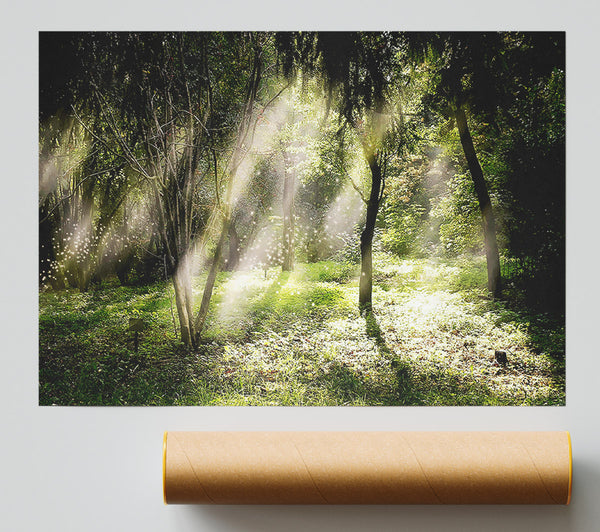 Mid Day Sun Through The Trees Giclee Print
