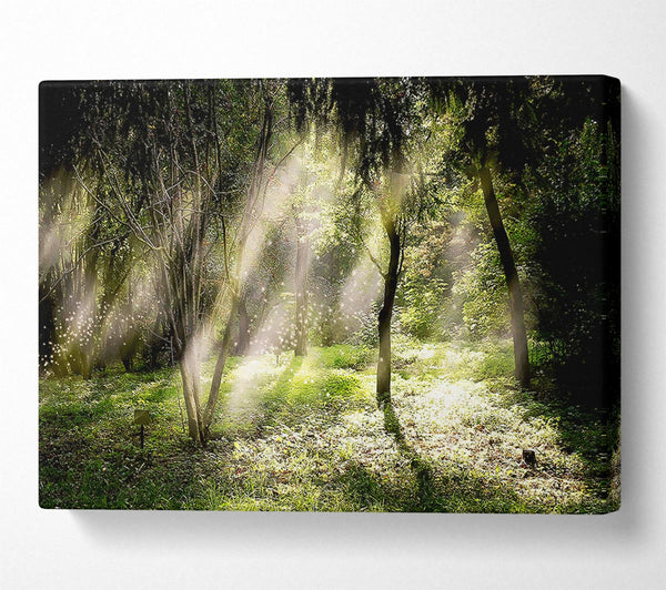  A Canvas Print of Mid Day Sun Through The Trees Canvas Art