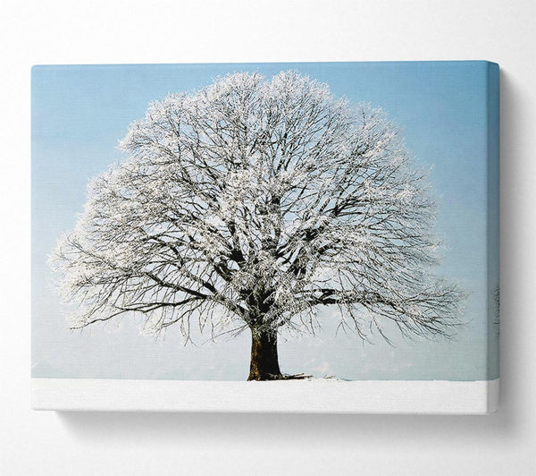  A Canvas Print of Snow Tree Canvas Print
