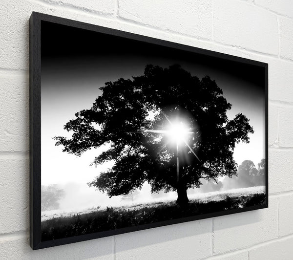 Sun Through The Tree B n W