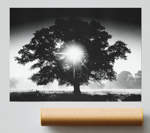 Sun Through The Tree B N W Giclee Print