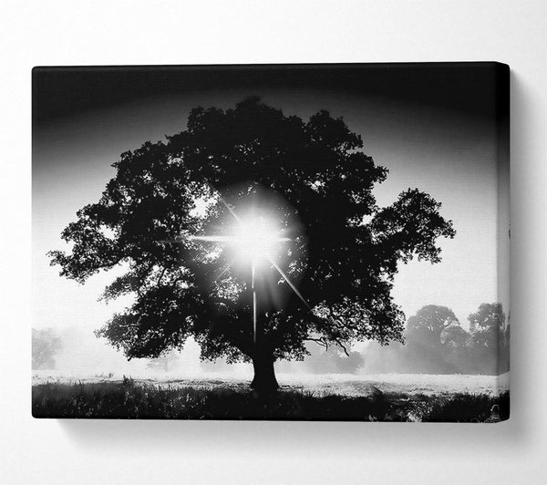  A Canvas Print of Sun Through The Tree B n W Canvas Wall Art