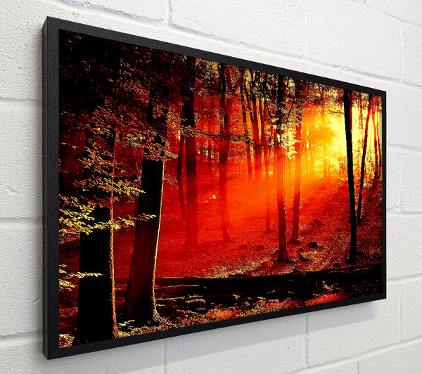 Red Woodland Beam