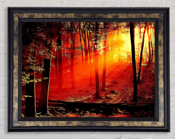 Red Woodland Beam Framed Print