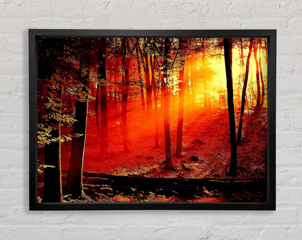 Roter Waldbalken