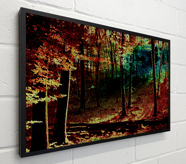 Rainbow Forrest 03