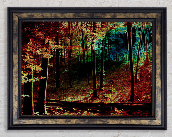 Rainbow Forrest 03 Framed Print