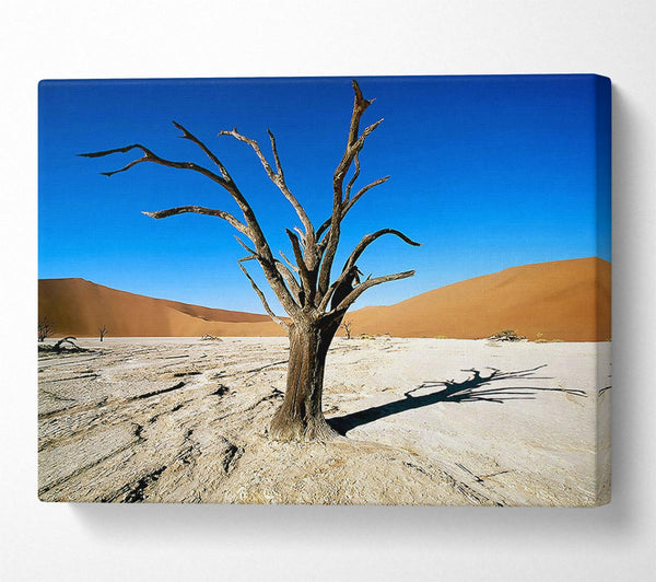  A Canvas Print of Desert Tree Branches Canvas Print