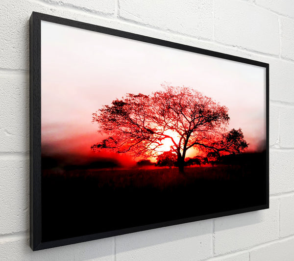 Red Sunrise Oak Tree