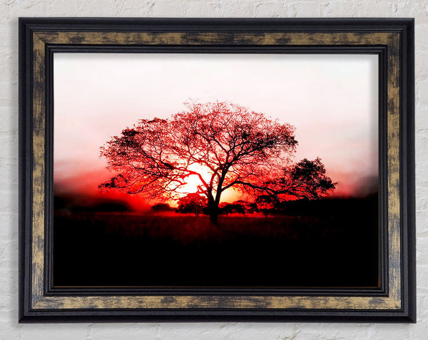 Red Sunrise Oak Tree Framed Print