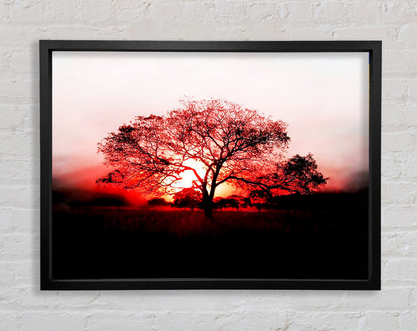 Rote Sonnenaufgangs-Eiche