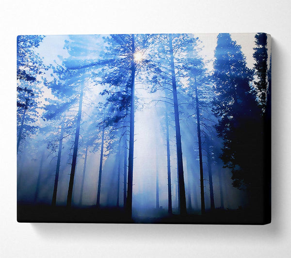  A Canvas Print of Sunlight Mist Through The Trees Canvas Print